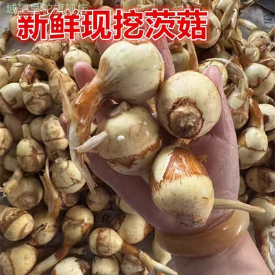 东台新鲜蔬菜山茨菇白慈姑茨菰马蹄荸荠燕尾草地栗芽菇特产兹池姑