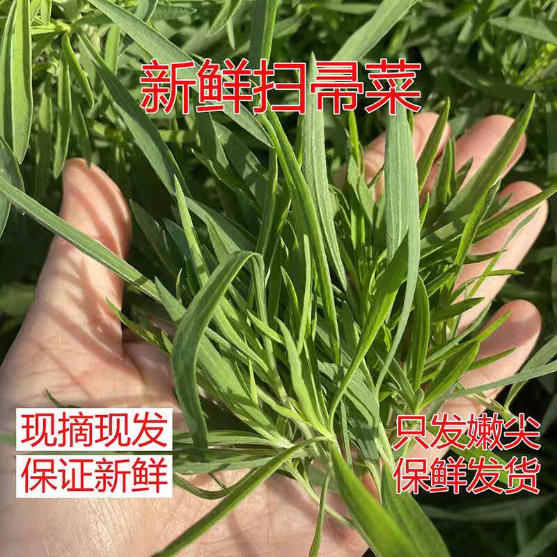 只发嫩尖 新鲜野生扫帚菜 铁扫帚苗菜地肤菜野菠菜地麦草落帚现摘