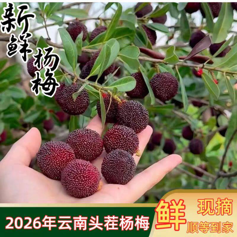 2026年云南新鲜杨梅早熟杨梅孕妇水果特早梅东魁杨梅现摘现发