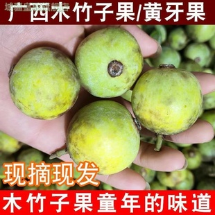 广西木竹子果野生山竹黄牙果酸桐子竹节子黄牙果竹桔橘子木竹果