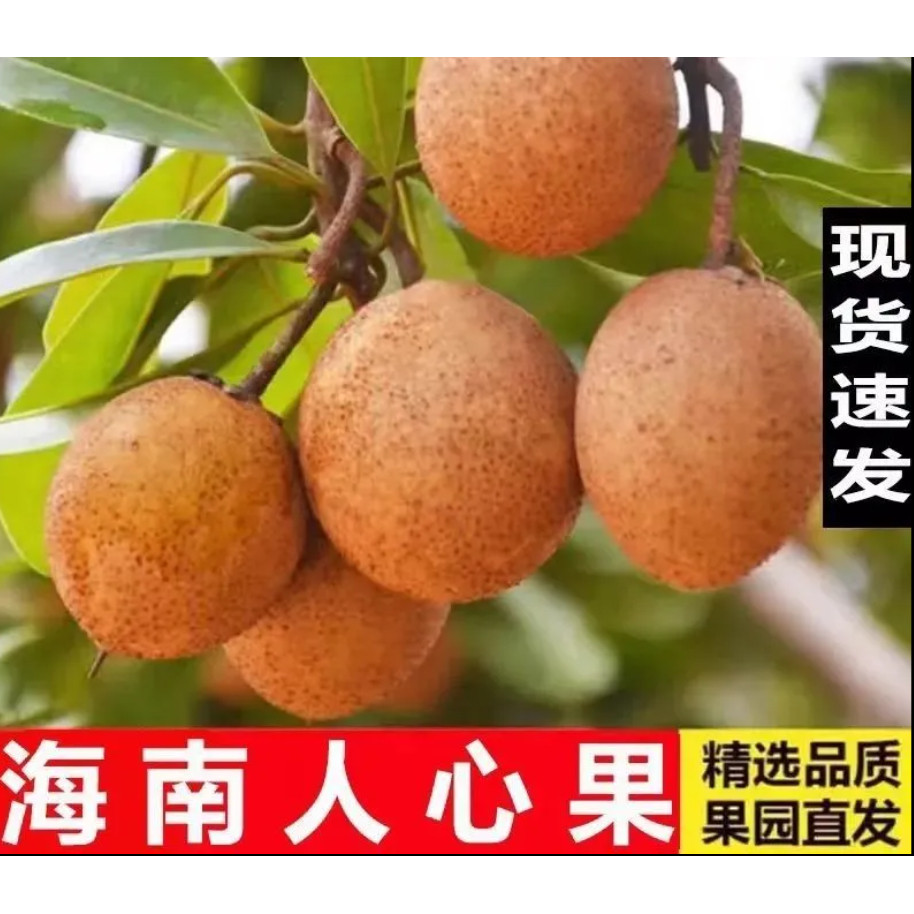 现摘人心果新鲜当季整箱孕妇香甜果现摘稀罕见养生人参果现货包邮