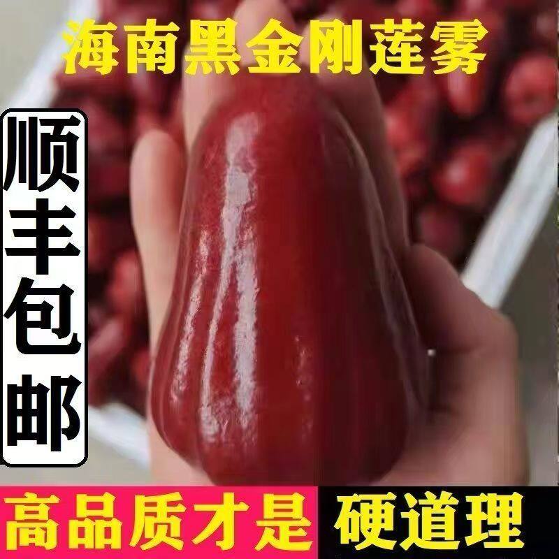 【顺丰包邮】海南黑金刚莲雾水果当季热带新鲜水果三亚特产雾莲果