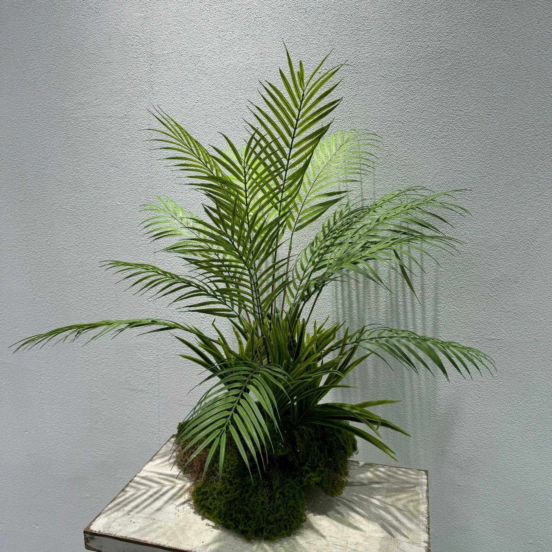 仿真绿植针葵把束棕榈散尾葵装饰椰子枝散尾葵叶子枝单枝装饰品,畜牧/养殖物资,畜牧/养殖器械,淘宝优惠券,粉丝福利购,淘宝优惠卷