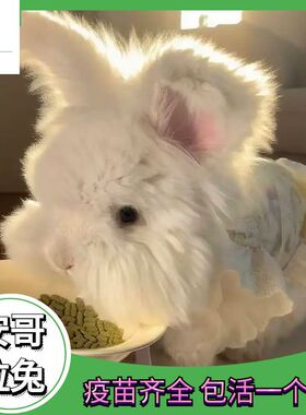 月茸绒英系安哥拉兔纯双血宠物兔子霜白星黛露淡黄灰黑淡紫色