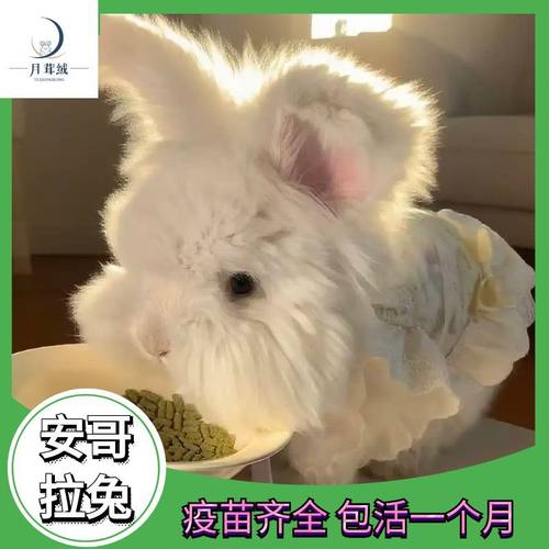 月茸绒英系安哥拉兔双血宠物兔子