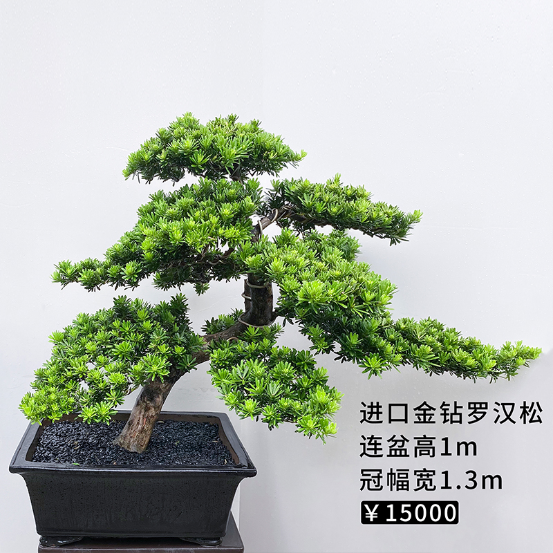 罗汉松盆景真树大型老桩米叶室内高端别H墅庭院绿植物盆栽礁石花