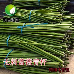 无刺蔷薇杆子砧木k带根季攀爬月季嫁接棒棒糖嫁独杆实生根山木包