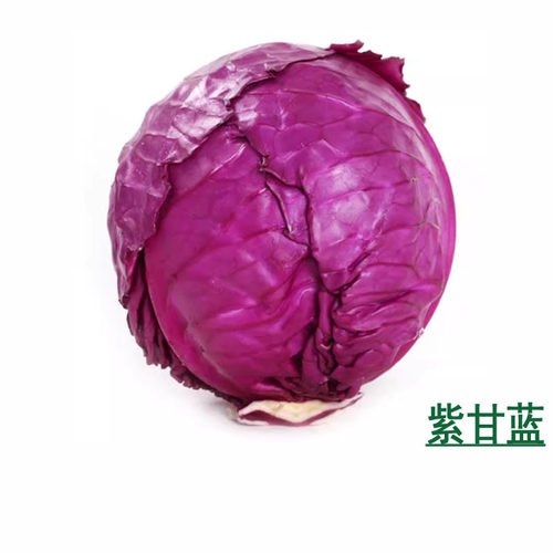 蔬菜新鲜包邮紫甘蓝色红椰