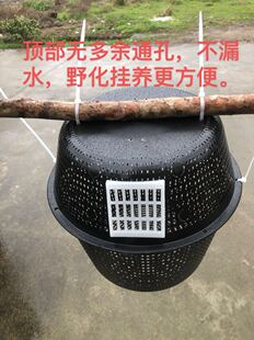 马胡蜂控王笼野化放养笼防逃王笼囚王黄脚七里防上树控王片菜篮子