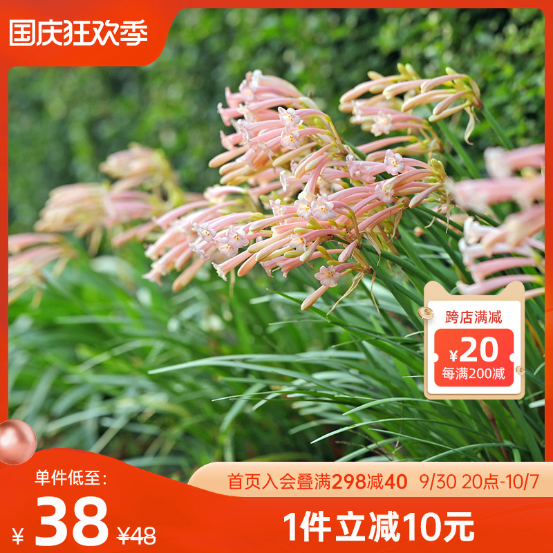 海蒂的花园垂筒花多年生易养阳台庭院楼顶露台球根花卉植物盆栽苗