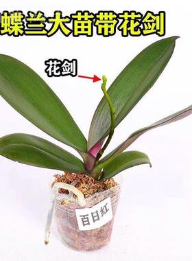 带蝴蝶兰花苗带花剑花苞盆栽兰花大苗客室植LAO物花卉厅四内季好