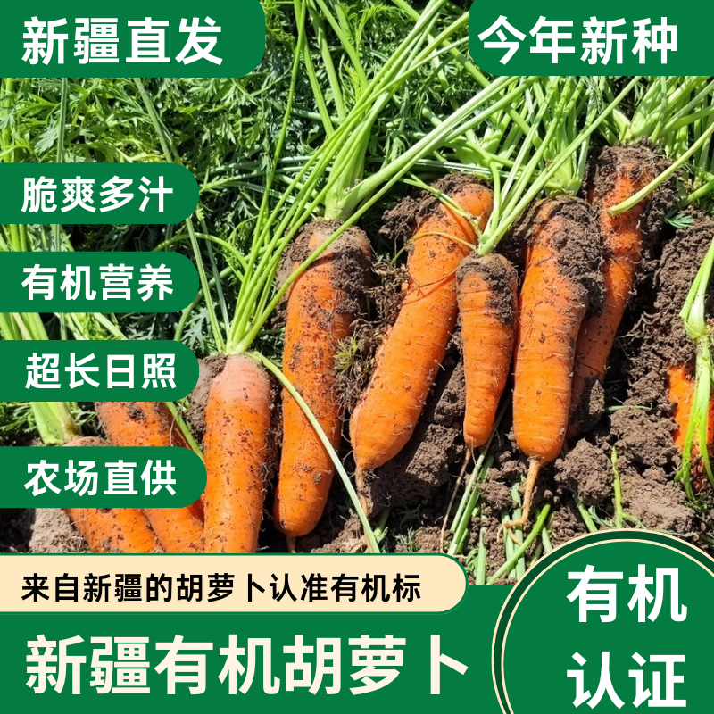 新疆有机胡萝卜现挖直发5斤包邮