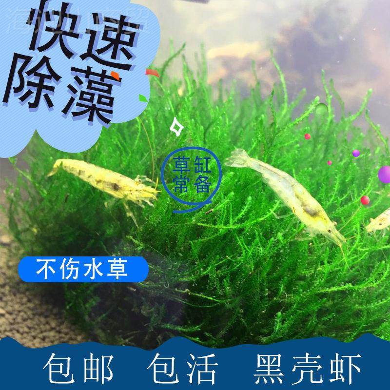 黑壳虾除藻虾龟龙鱼缸饲料乌鲜活观赏清包水邮除79676藻工具虾鱼图片