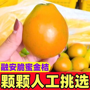 广西脆皮金桔独立包装新鲜水果当季甜蜜小金柑桔子金橘融安特产