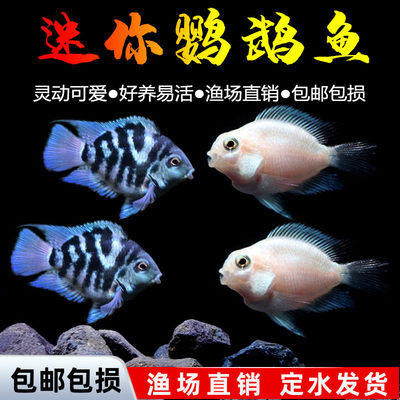 迷你宝蓝白金鹦鹉短鲷活体观赏鱼