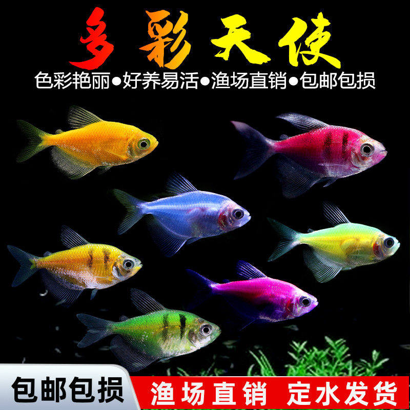 天使鱼活体观赏鱼大号七彩裙好养淡水群游荧光绿衣小型热带鱼批发