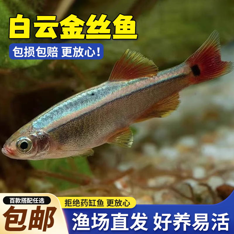 白云金丝鱼冷水鱼懒人好养不加热