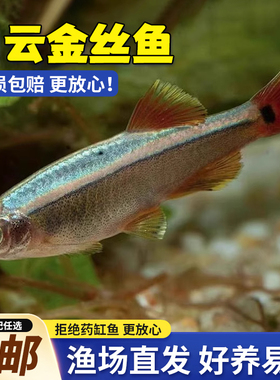 白云金丝鱼原生冷水鱼小型淡水冷水观赏鱼好养耐活鱼草缸群游小鱼