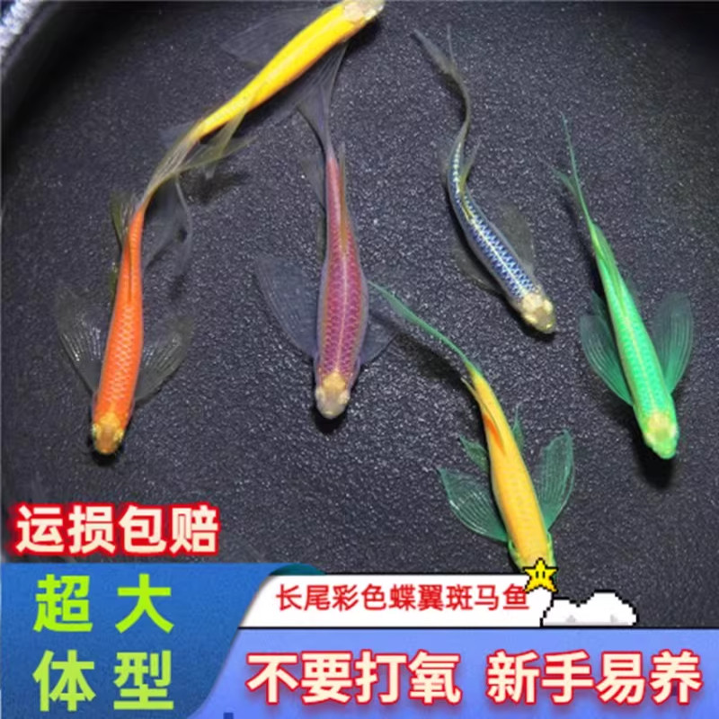 蝶翼斑马鱼长尾荧光糖果小型热带淡水观赏鱼活体鱼苗冷水彩色小鱼