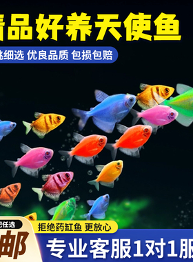 天使鱼活体观赏鱼大号七彩裙好养淡水群游荧光绿衣小型热带鱼批发