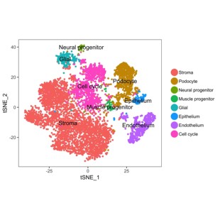 GEO数据挖掘转录组学 生信分析动物细胞实验TCGA