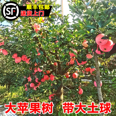 苹果树苗嫁接矮化红富士冰