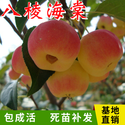 八棱海棠树苗南北方庭院地