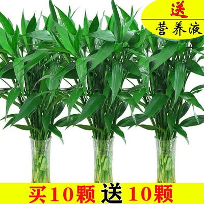 /无土水培植物适合家里养的绿植办公室水培小型花苗四季种易活木