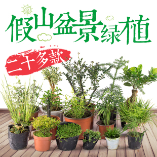 吸水石盆景植物上水石假山室内花草绿植家居装饰摆件微景观小盆栽