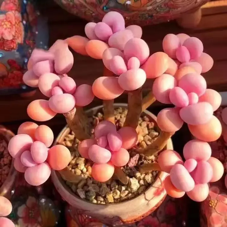 植物桃蛋老桩桃之卵粉红桃蛋室内阳台好养小花卉