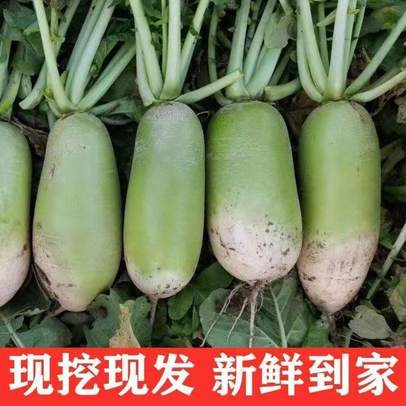 河南农家新鲜自种脆甜水果萝卜