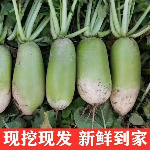 河南农家新鲜自种脆甜水果萝卜