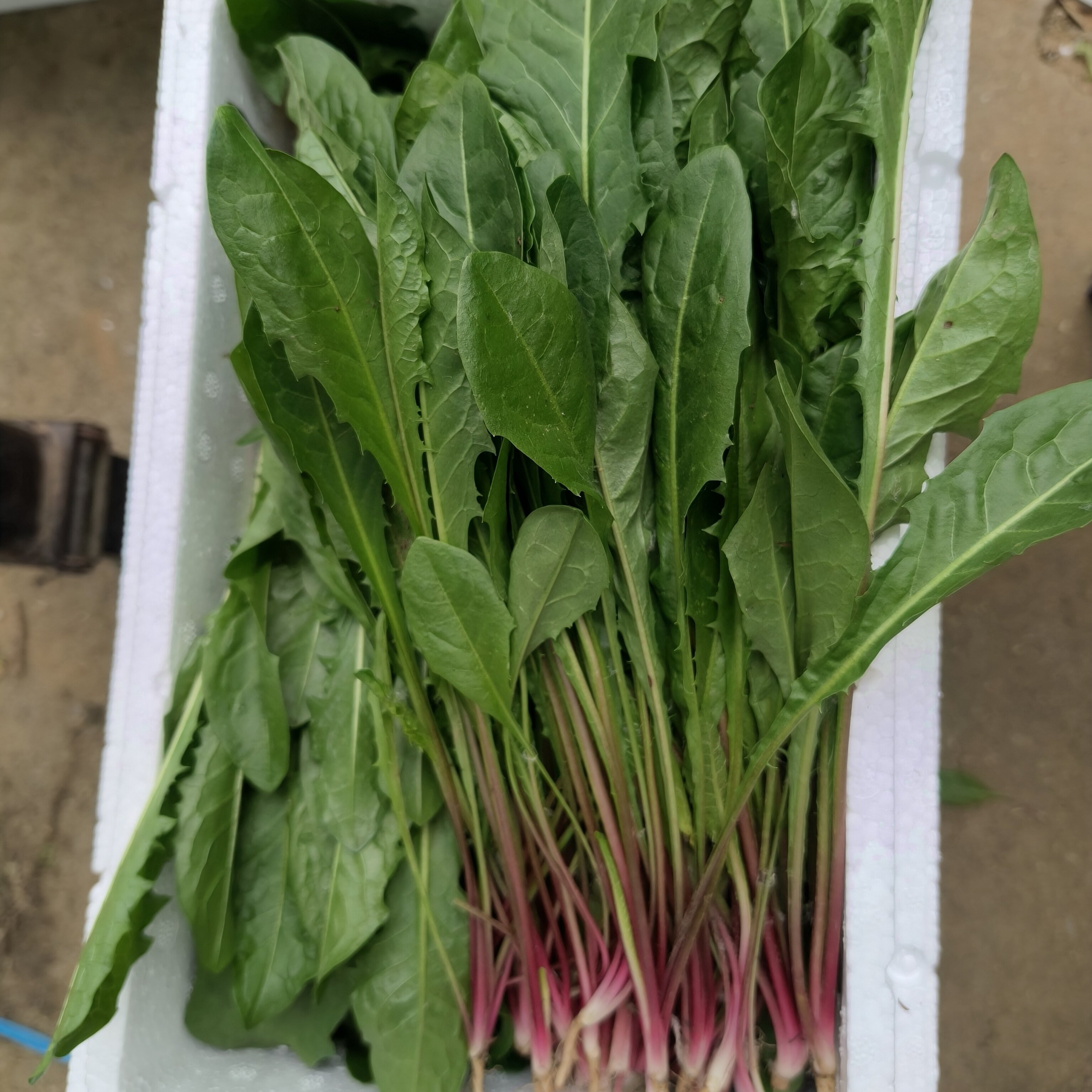 自冉香河南现挖整颗带根蒲公英
