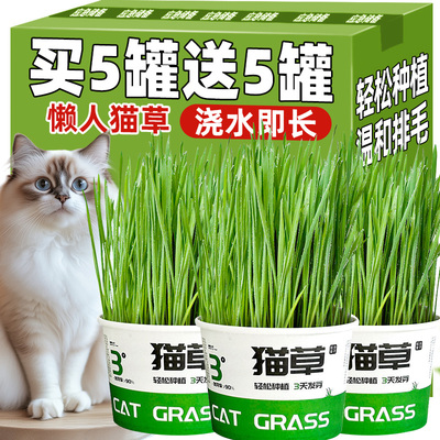 懒人泡面猫草盆栽种子排毛助消化