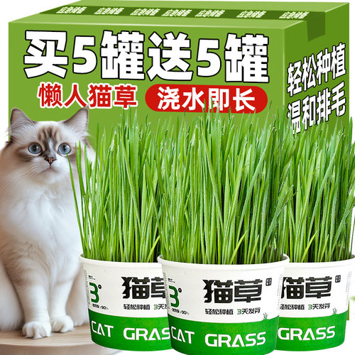 懒人泡面猫草盆栽种子排毛助消化