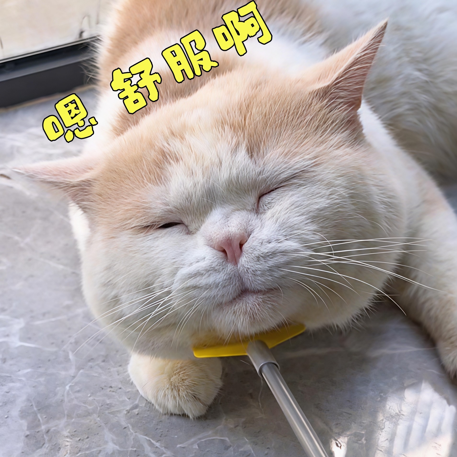 宠物痒痒挠可伸缩长杆逗猫棒不伤肤按摩舒适挠痒神器猫狗撸毛玩具