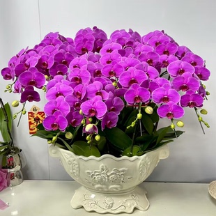 蝴蝶兰年宵花卉兰花盆栽室内生日乔迁开业礼物送长辈朋友同城配送