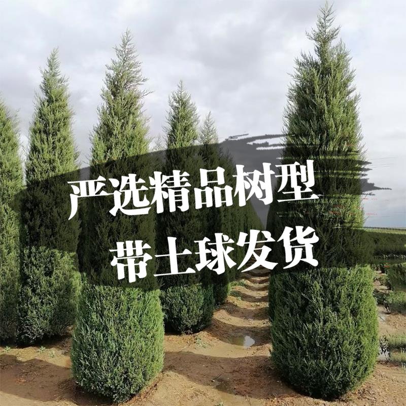 柏树苗塔四季常青松大侧蜀