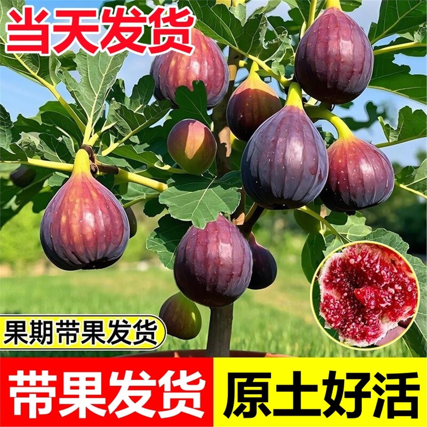 无花果树苗室内阳台盆栽波