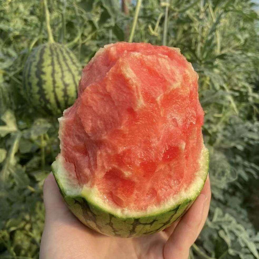 冰糖籽小西瓜种子盆栽西瓜四季阳台可种小院香甜夏季水果麒麟西瓜,鲜花速递/花卉仿真/绿植园艺,种苗/半成品盆栽,淘宝优惠券,粉丝福利购,淘宝优惠卷