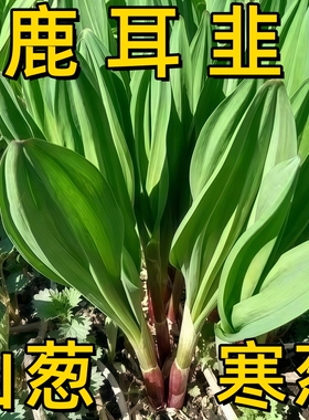 东北山野菜种子宽叶山葱寒葱茖葱熊葱鹿耳韭苗耐寒阳台小院