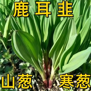 东北山野菜种子宽叶山葱寒葱茖葱熊葱鹿耳韭苗耐寒阳台小院