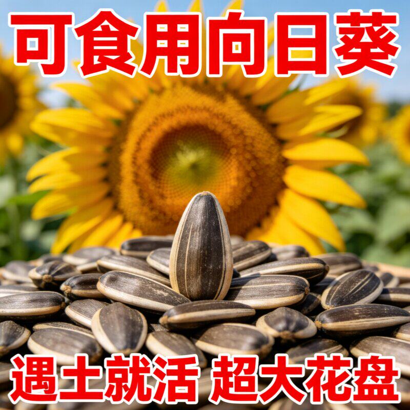 大粒食用向日葵种子 春夏四季播大瓜籽 盆栽蔬菜葵花籽高产耐旱孑