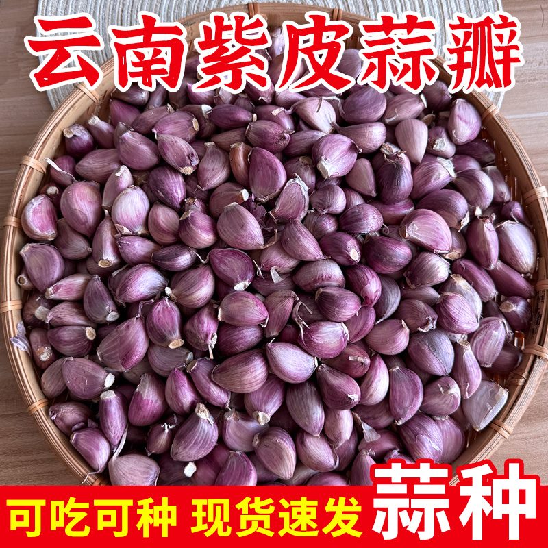 云南紫皮干大蒜瓣种子5斤红皮土蒜种籽种植蒜头专用农家可吃可种