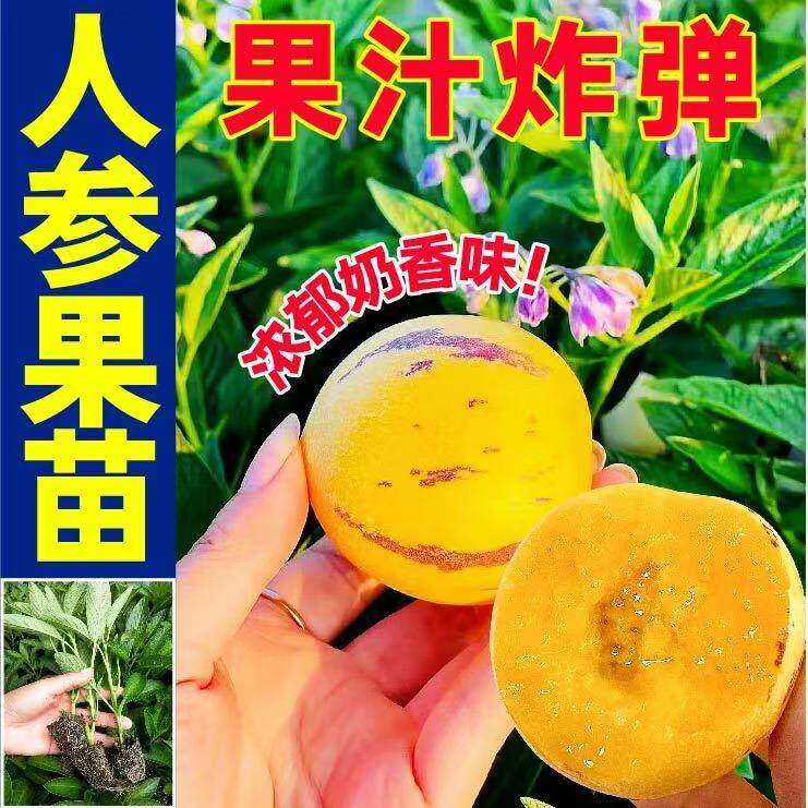 奶香人参果秧苗带土球四季盆栽
