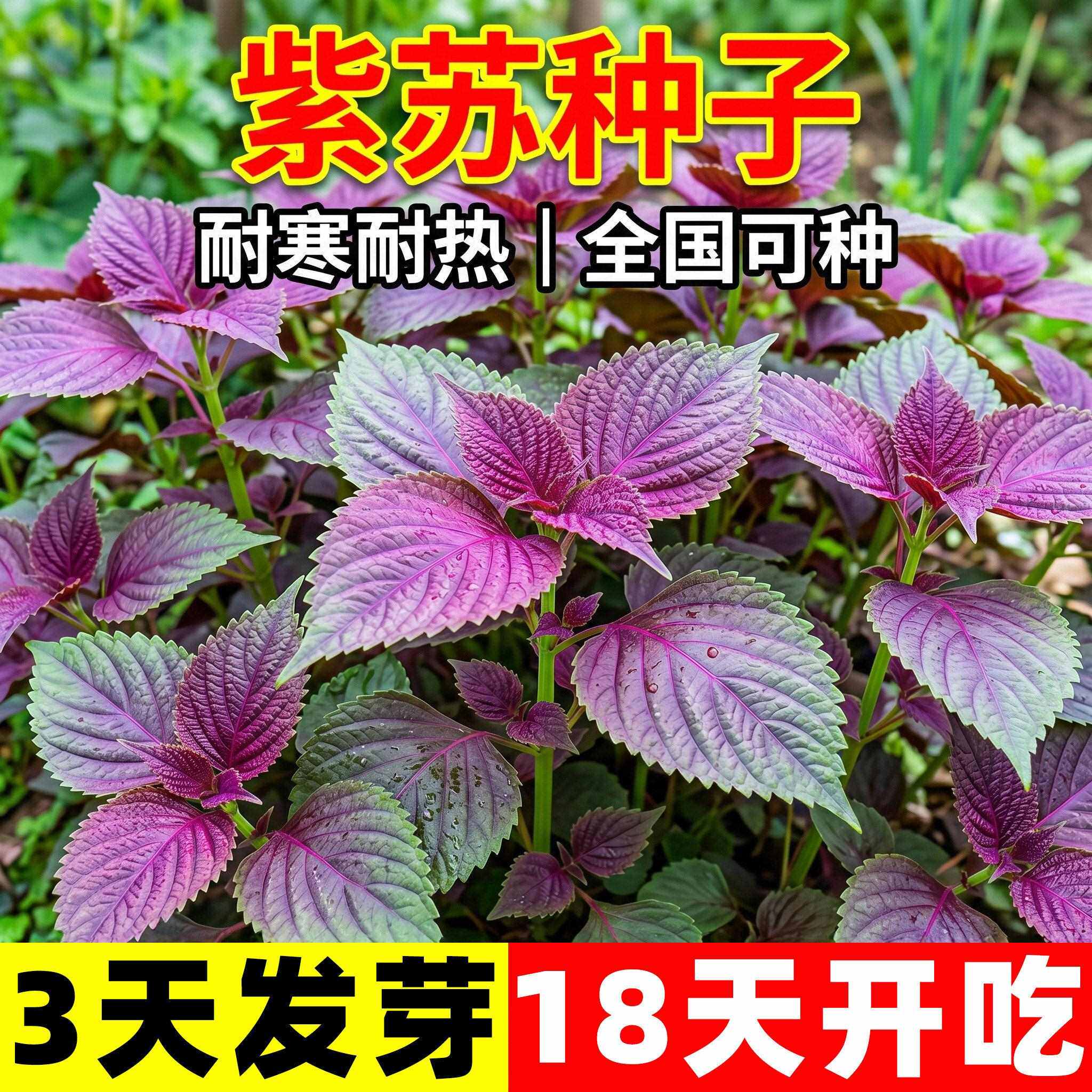 双面紫苏籽四季可播阳台盆栽