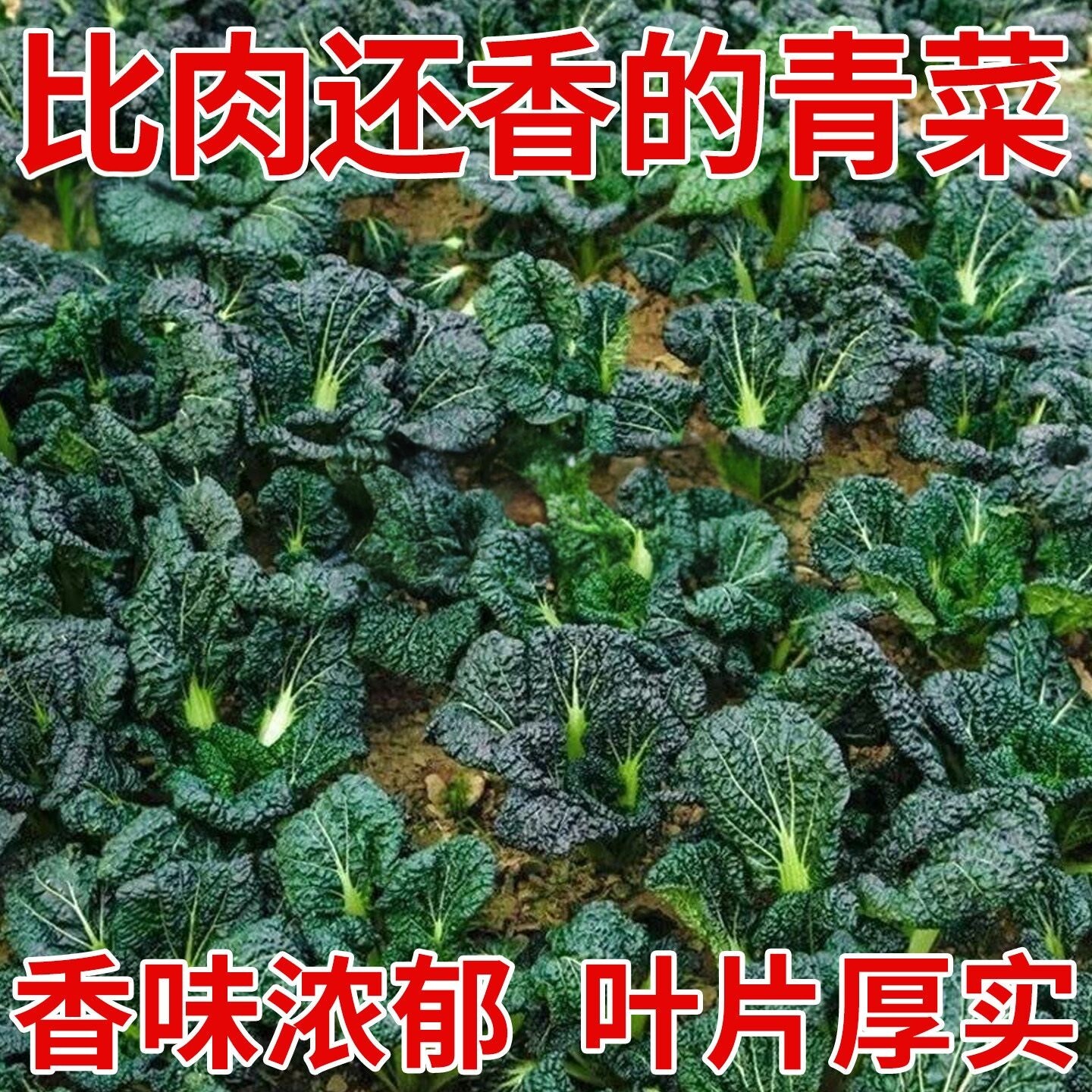 正宗随州皱叶黑乌油冬菜种子
