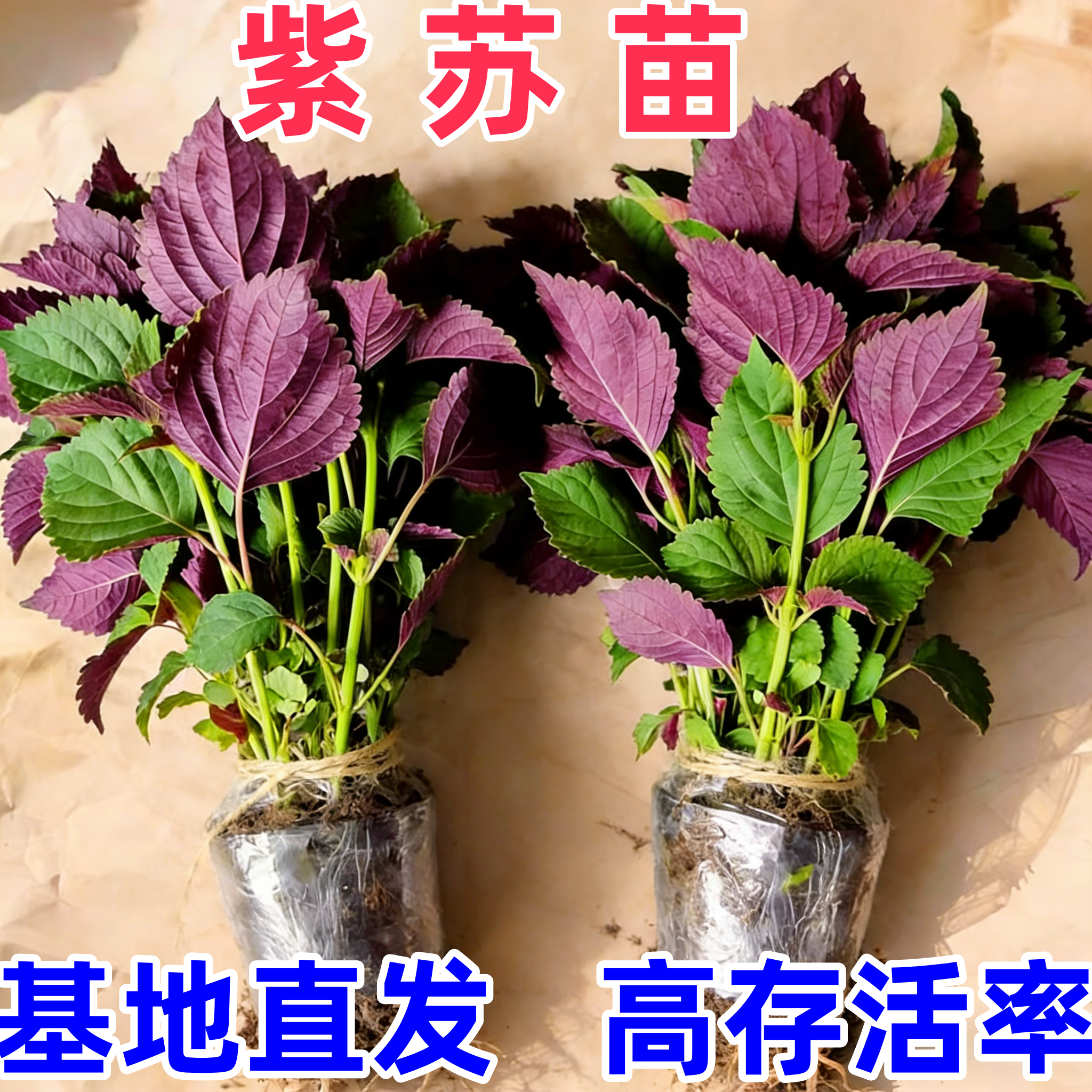 带根绿植紫苏苗带土球 紫苏老品种 食用紫苏苗紫苏盆栽可食用