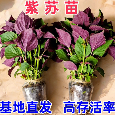 食用紫苏苗带根带土球盆栽