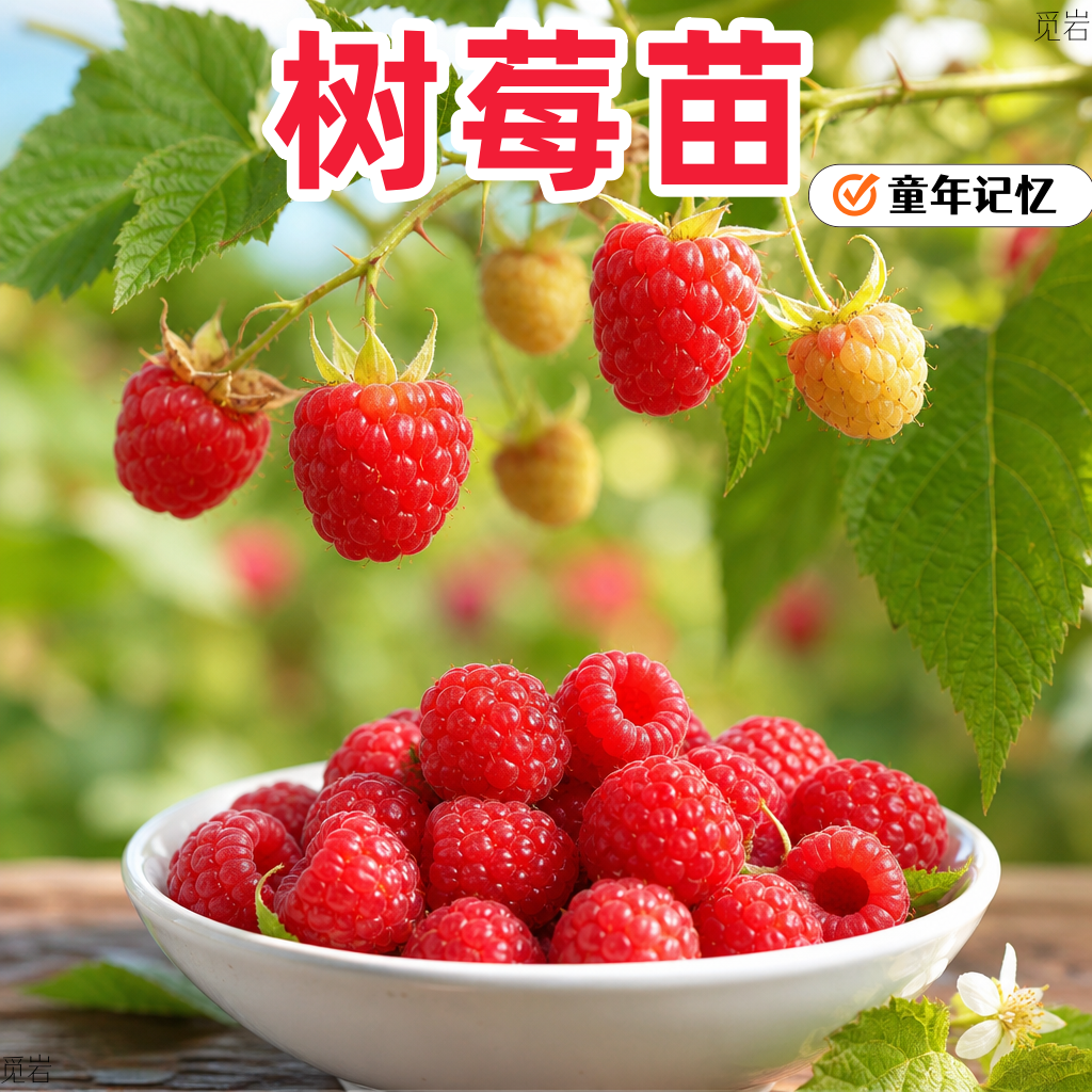 覆盆子黑莓盆栽果苗耐热耐寒